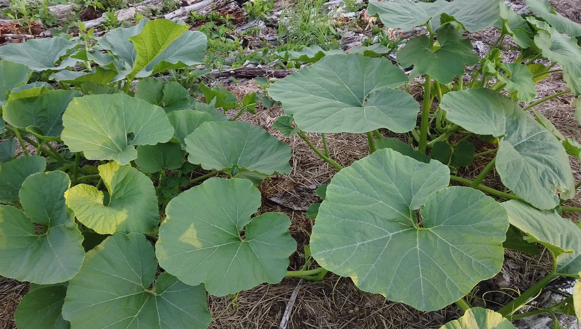 Manure: Worth Its Weight in Gold